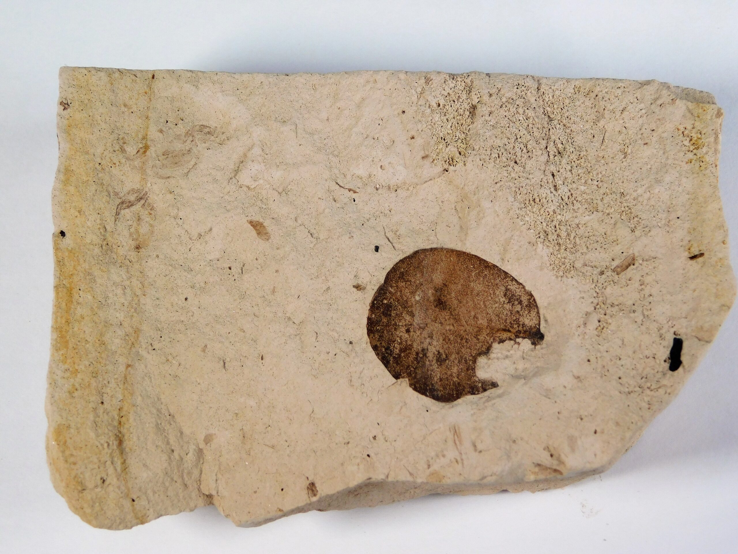 Quercus sp. - Image 3