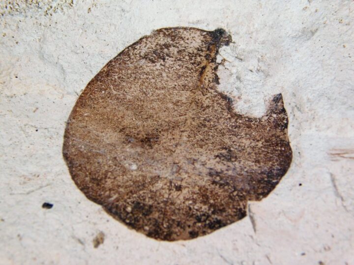 Quercus sp.