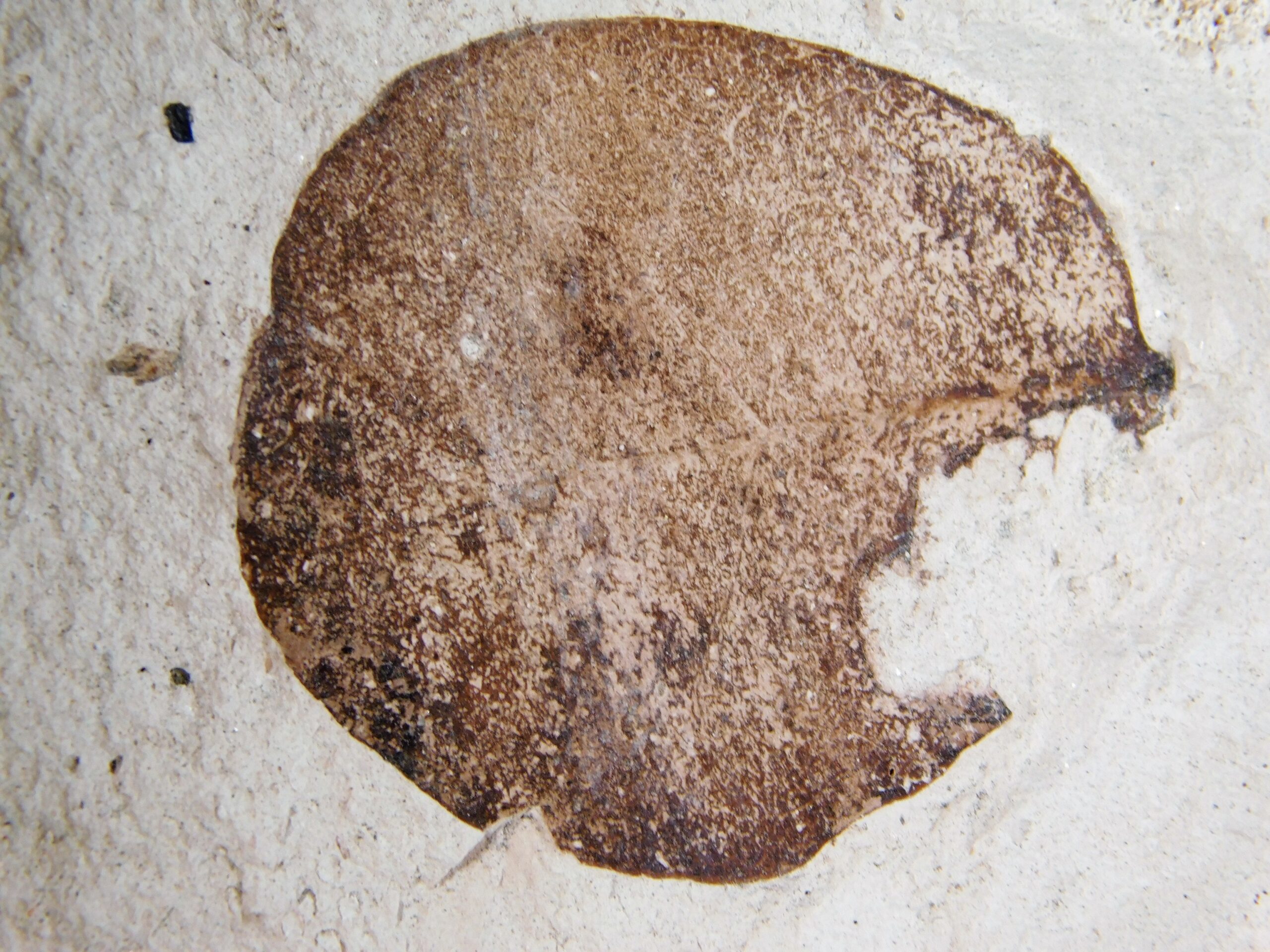 Quercus sp. - Image 2
