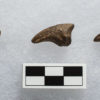 Oviraptorid foot cf. Leptorhynchos - Image 5