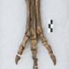 Oviraptorid foot cf. Leptorhynchos, The Natural Canvas