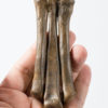 Oviraptorid foot cf. Leptorhynchos - Image 2