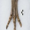 Oviraptorid foot cf. Leptorhynchos, The Natural Canvas