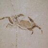 Pinnixa galliheri Rathbun - Image 4