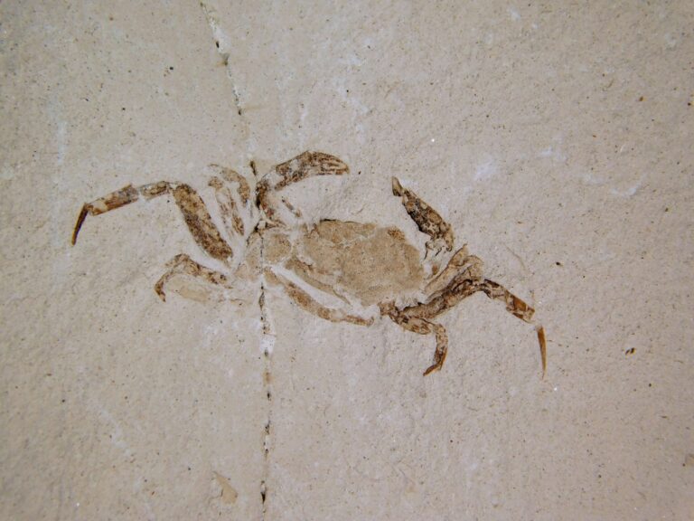 Pinnixa galliheri Rathbun