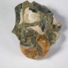 Russian Ammonite Collection - Image 2