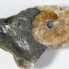 Russian Ammonite Collection - Image 3
