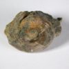 Russian Ammonite Collection - Image 4