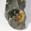 Russian Ammonite Collection - Image 5