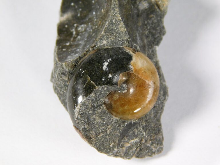 Russian Ammonite Collection