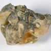 Russian Ammonite Collection - Image 6