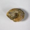 Russian Ammonite Collection - Image 7