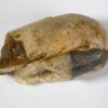 Ptychoceras Collection - Image 2
