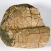 Ptychoceras Collection - Image 3