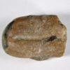 Ptychoceras Collection - Image 4