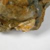 Ptychoceras Collection - Image 5