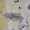 Cockroach and Other Insects - Image 2