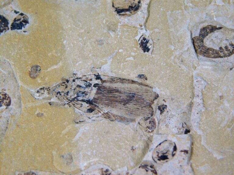 Cockroach and Other Insects