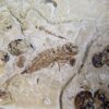 Cockroach and Other Insects - Image 4