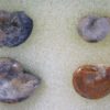 Russian Ammonite Collection - Image 3