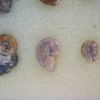 Russian Ammonite Collection - Image 4