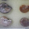 Russian Ammonite Collection - Image 2