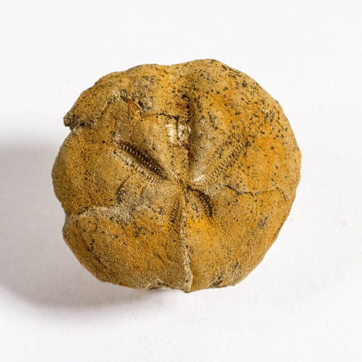 California Paleocene Echinoid - Periaster sp.