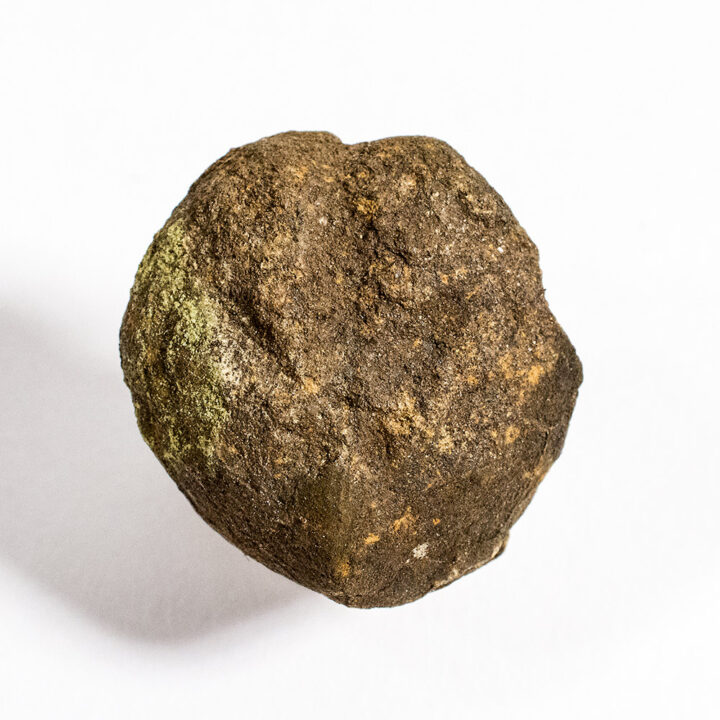California Paleocene Echinoid - Periaster sp.