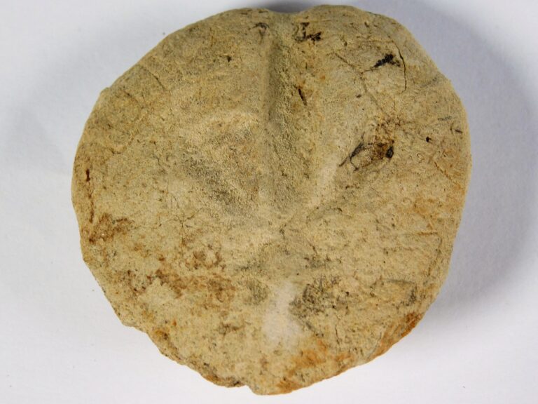 California Paleocene Echinoid &#8211; Periaster sp., The Natural Canvas