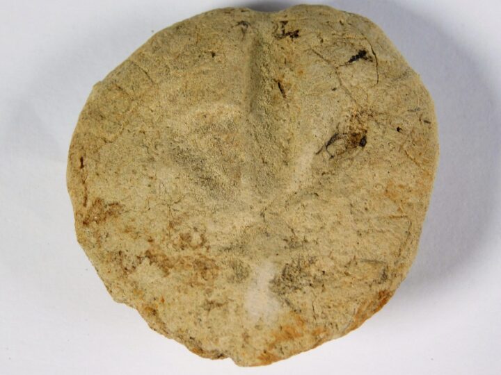 California Paleocene Echinoid - Periaster sp.