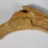 Therizinosaur claw - Image 3