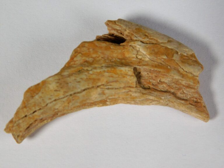 Therizinosaur claw