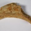 Therizinosaur claw - Image 2