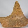Triassic Aetosaur Armor - Desmatosuchus sp. - Image 4