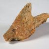 Triassic Aetosaur Armor - Desmatosuchus sp. - Image 3