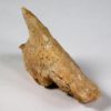 Triassic Aetosaur Armor - Desmatosuchus sp. - Image 2