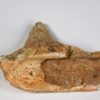 Triassic Aetosaur Armor &#8211; Desmatosuchus sp., The Natural Canvas