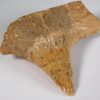 Triassic Aetosaur Armor - Desmatosuchus sp. - Image 5