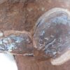 Armored fish - Podolaspis and Larnovaspis - Image 2