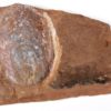 Armored fish - Larnovaspis - Image 2