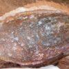 Armored fish - Larnovaspis - Image 3