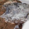 Armored fish - Larnovaspis - Image 2