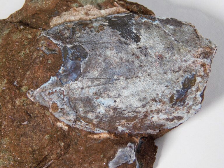 Armored fish - Larnovaspis
