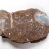 Armored fish - Heterostraci - Image 4