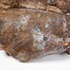 Armored fish - Heterostraci - Image 2