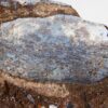 Armored fish - Heterostraci - Image 3
