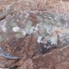 Armored fish - Heterostraci - Image 5