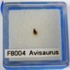 Avisaurus &#8212; Bird tooth, The Natural Canvas