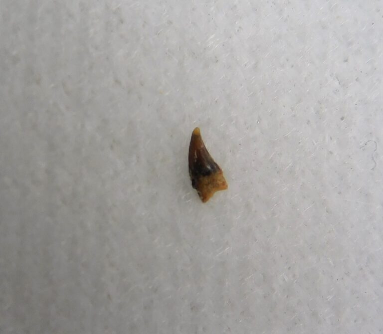Avisaurus -- Bird tooth