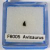 Avisaurus &#8212; Bird tooth, The Natural Canvas